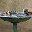 Bain commun dans la piscine