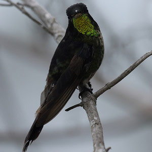 Les premières photos d’un Colibri à dos noir mâle