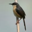 Les chats modifieraient le comportement des oiseaux