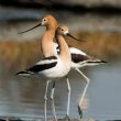 Danse nuptiale d’Avocettes d’Amérique