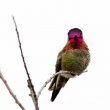 Colibri d’Anna au petit matin