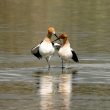 Danse nuptiale d’Avocettes d’Amérique