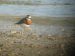 Pluvier asiatique | Charadrius asiaticus | Caspian Plover