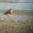 Un Pluvier asiatique en Camargue