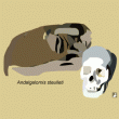 Les résultats intéressants de l’analyse du crâne d’Andalgalornis steulleti