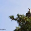 Vautour fauve