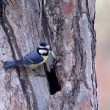 Mésange maghrébine apportant de la nourriture au nid