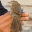 Découverte au Népal d’une nouvelle sous-espèce de la Prinia de Burnes