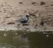 Pluvier argenté | Pluvialis squatarola | Grey Plover