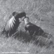 Un Caracara  huppé et un Urubu noir se lissent les plumes mutuellement !