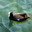 Foulque macroule sur le lac d’Annecy