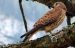 Faucon crécerelle | Falco tinnunculus | Common Kestrel