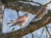 Faucon crécerelle | Falco tinnunculus | Common Kestrel