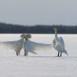 Combat de Cygnes chanteurs