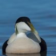 Eider à duvet