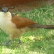 Coucal du Sénégal