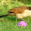 Coucal du Sénégal