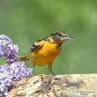 Oriole de Baltimore femelle au Québec