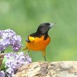 Oriole de Baltimore mâle au Québec