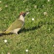 Pic vert dans un jardin