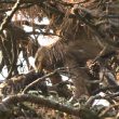 Deux jeunes Buses variables élevées par un couple d’Aigles pomarins