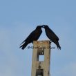 Un couple de Grands Corbeaux