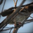 Bulbul des jardins juvénile