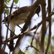 Bulbul des Jardins adulte