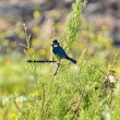 Mésange maghrébine