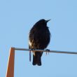 En attente de brushing…