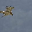 Circaète Jean-le-Blanc en chasse