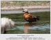 Tadorne casarca | Tadorna ferruginea | Ruddy Shelduck