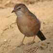 Une couleur d’iris inhabituelle chez le Cratérope indien