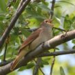 Un logiciel permet d’identifier efficacement les sons d’oiseaux