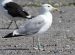 Goéland pontique | Larus cachinnans | Caspian Gull