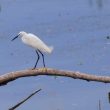 Aigrette garzette sur le canal du Rhône