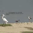 Aigrette garzette, Chevalier gambette et Echasse blanche.