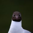 Mouette rieuse en Islande