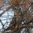 Le Hibou moyen-duc peut aussi manger des cadavres