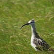 Courlis corlieu en Islande