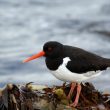 Huîtrier-pie en Islande