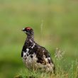 Lagopède alpin en Islande