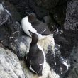 Guillemots de Brünnich en Islande