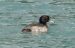 Fuligule morillon | Aythya fuligula | Tufted Duck