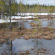 Observer les oiseaux dans le nord de la Finlande