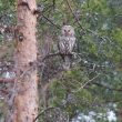 Observer les oiseaux dans les environs d’Oulu (Finlande)