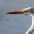 Grande Aigrette de passage