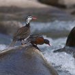 Rencontre avec la Merganette des torrents le long du rio Urubamba (Pérou)