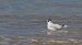 Mouette pygmée | Hydrocoloeus minutus | Little Gull