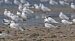 Mouette pygmée | Hydrocoloeus minutus | Little Gull